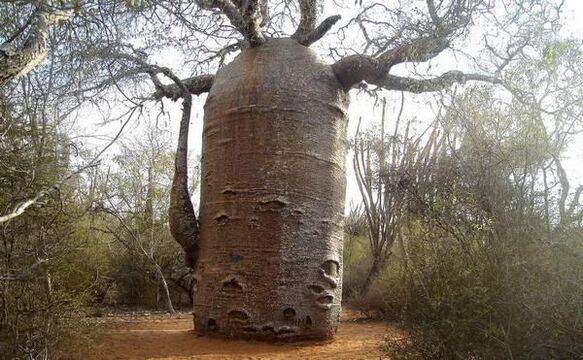 a thick tree trunk as an imitation increases the thickness of the penis